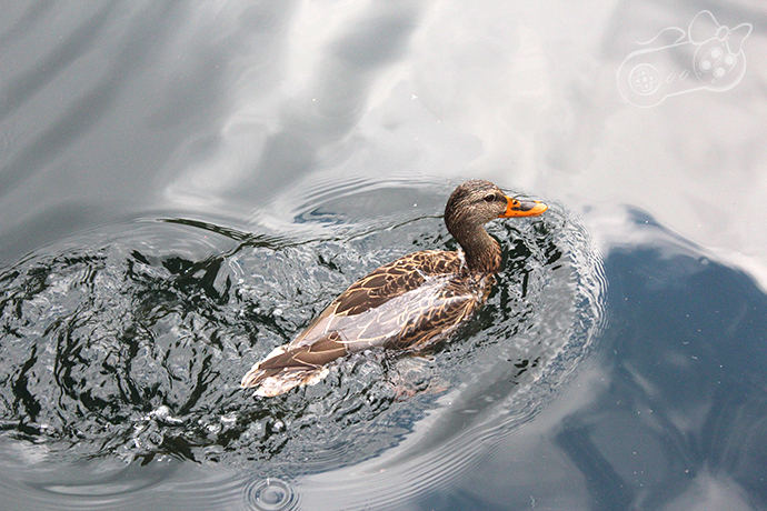 patos